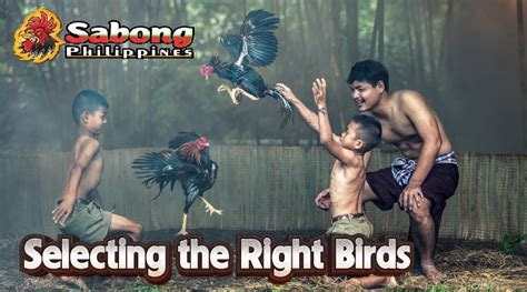 Training Gamefowl for Sabong Fights: Techniques and Tips for .